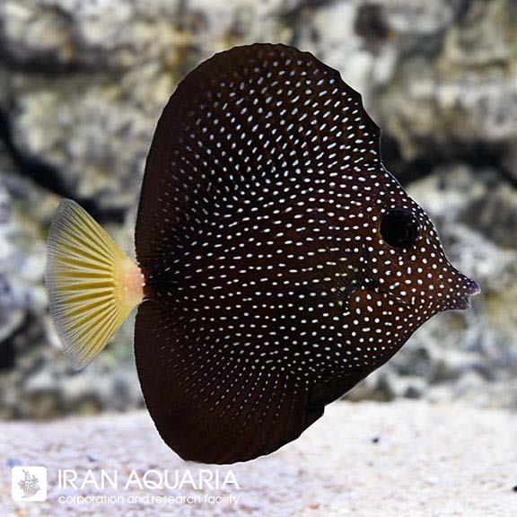 جراح جواهر (Gemmatum Tang)