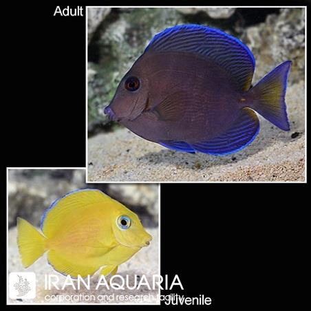 جراح آبی کارائیب (Blue Caribbean Tang)