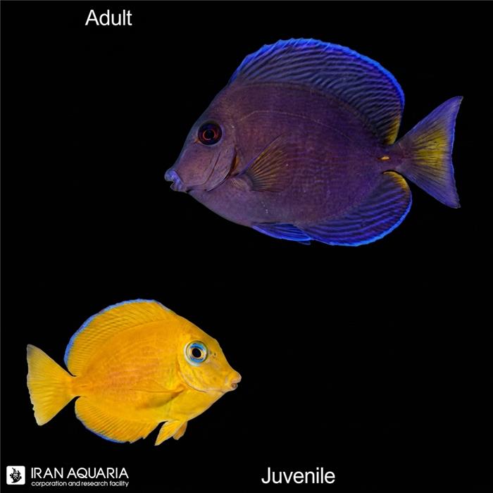جراح آبی کارائیب (Blue Caribbean Tang)