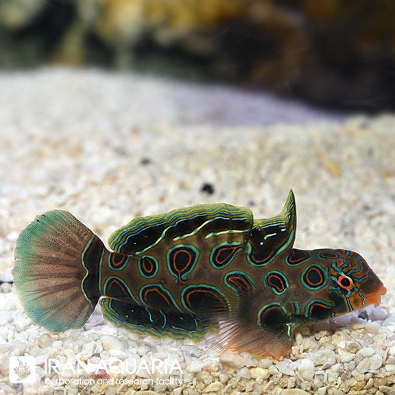 ماندارین کوماندویی  (Spotted Mandarin)