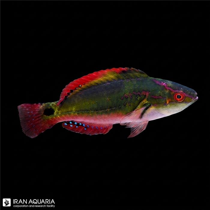راس اکسکوییزیت (Exquisite Fairy Wrasse)