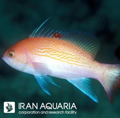 آنتیاس لوزان (Luzon Anthias)