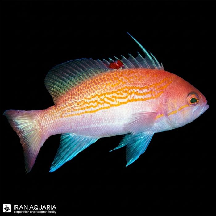 آنتیاس لوزان (Luzon Anthias)