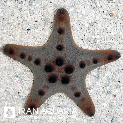ستاره ماهی شکلاتی (Chocolate Chip Sea Star)