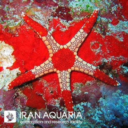 ستاره پپرمینت قرمز الگانس (Red Elegant Starfish)