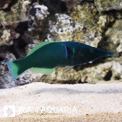 راس برد (Bird Wrasse)
