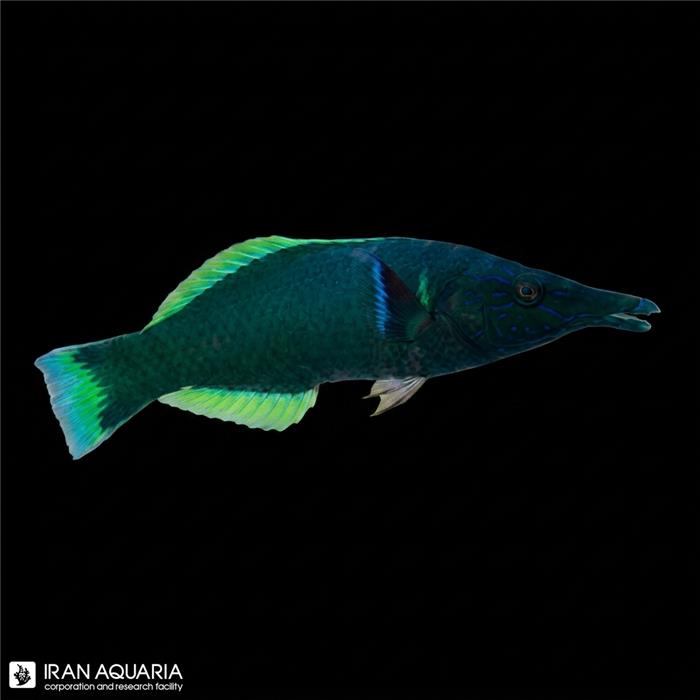 راس برد (Bird Wrasse)