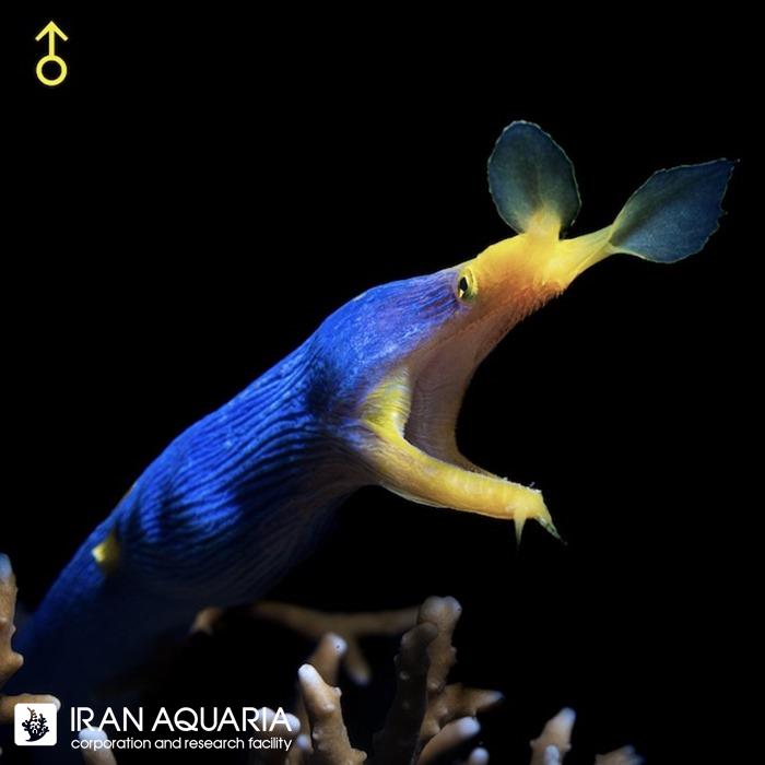 مار ریبون آبی (Blue Ribbon Eel)