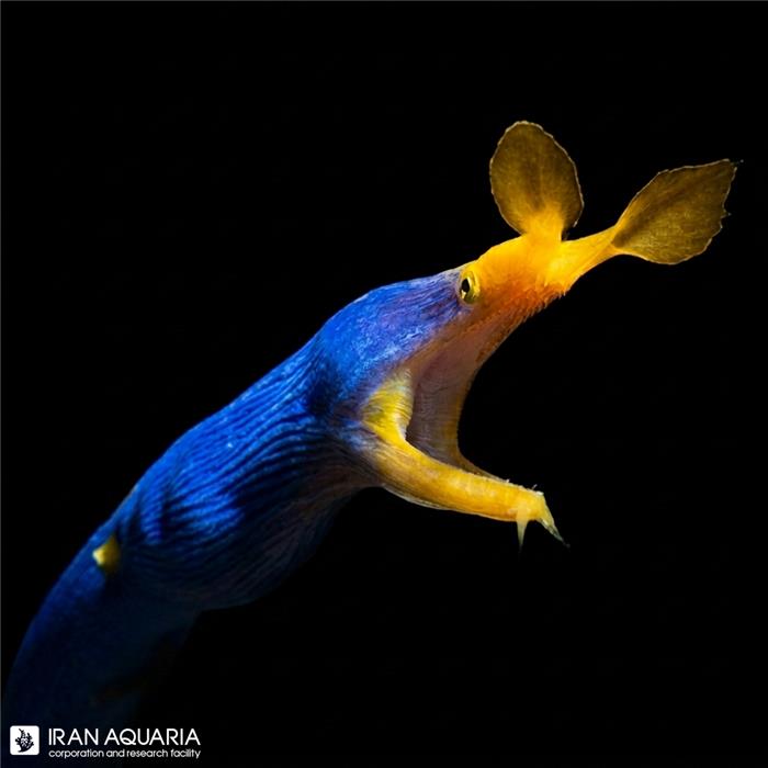 مار ریبون آبی (Blue Ribbon Eel)