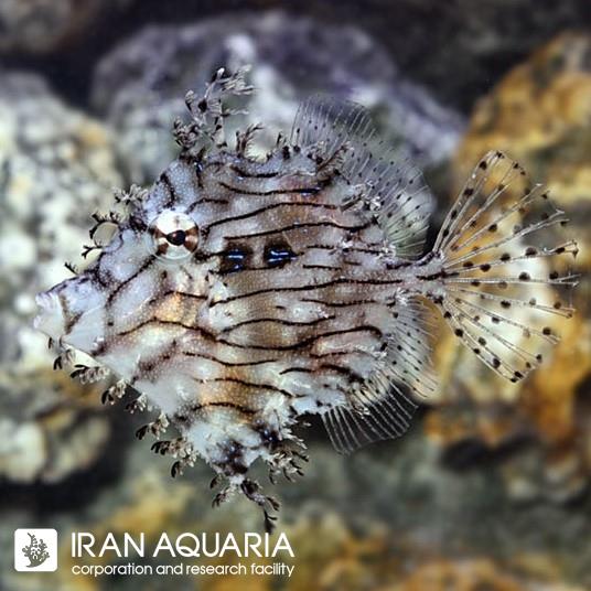 فایل برگی (Tasseled Filefish)