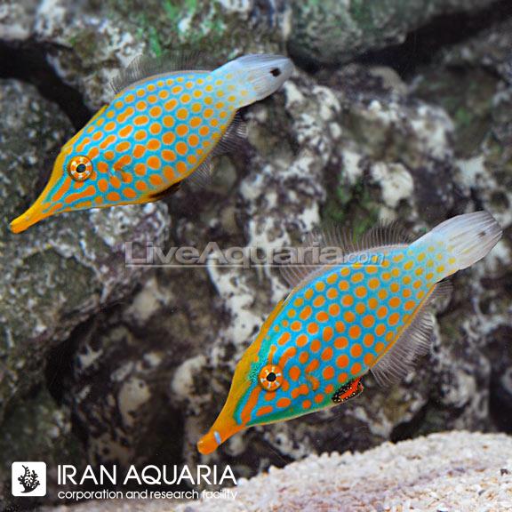 فایل ماهی خال نارنجی (Harlequin Filefish)