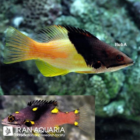 هاگ اکلیبس (Coral Hogfish)