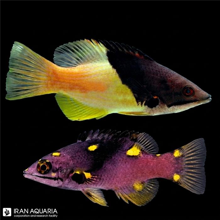 هاگ اکلیپس (Coral Hogfish)