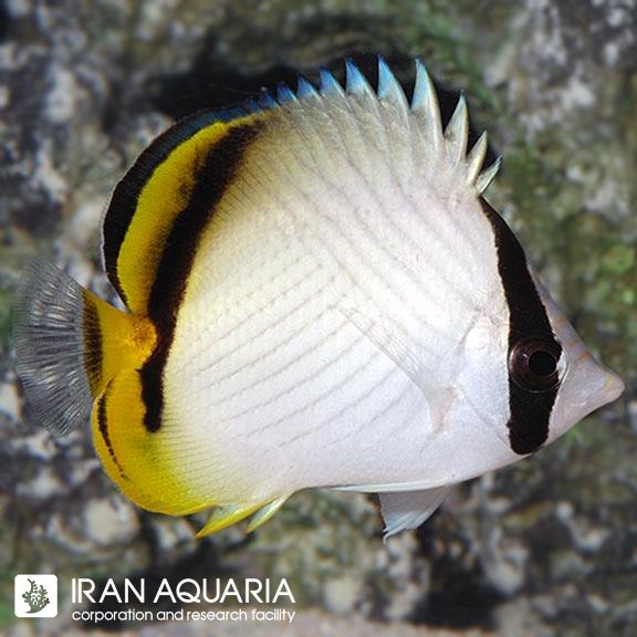 پروانه ماهی واگابوند (Vagabond Butterflyfish)