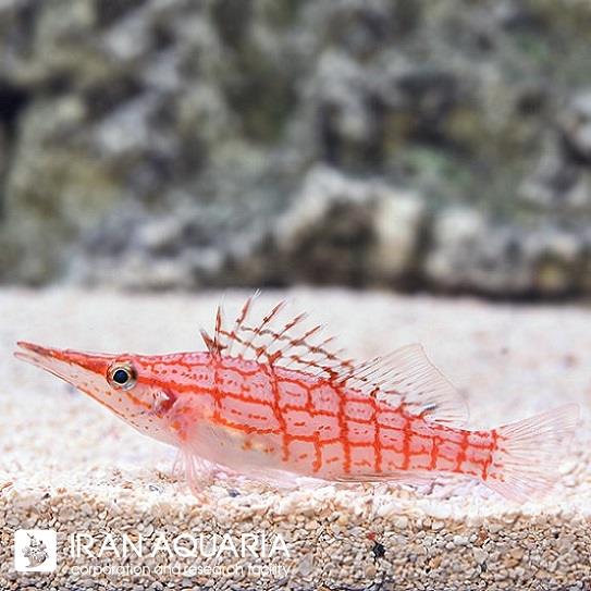 شاهین پوزه دراز (Longnose Hawkfish)