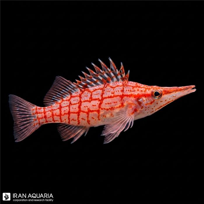 شاهین پوزه دراز (Longnose Hawkfish)
