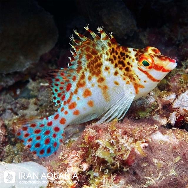 شاهین فالکو (Falco Hawkfish)