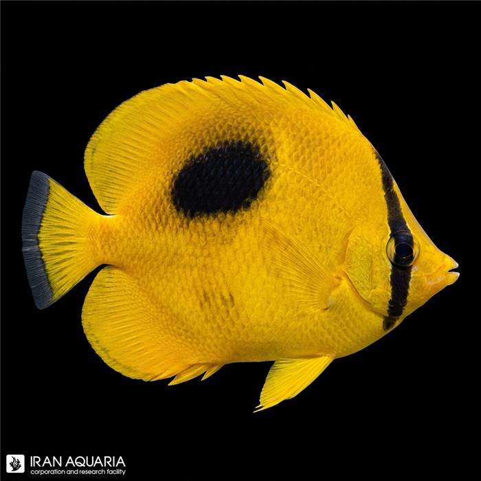 پروانه ماهی میرور (Mirror Butterflyfish)