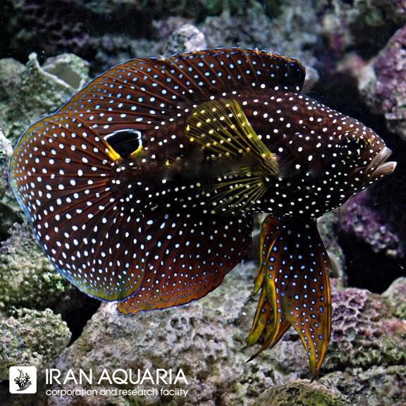 مارین بتا (Marine Betta)