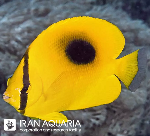 پروانه ماهی میرور (Mirror Butterflyfish)