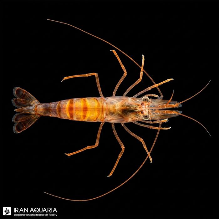 میگو کوکنتالی اصل اندونزیایی وارداتی (Peppermint Shrimp)
