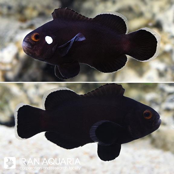 دلقک ماهی دومینو (Domino Clownfish)