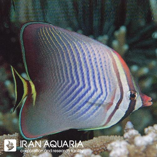 پروانه ماهی مثلثی (Triangle Butterflyfish)