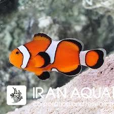 دلقک ماهی اسلاریس میسبار (Misbar Ocellaris Clownfish)