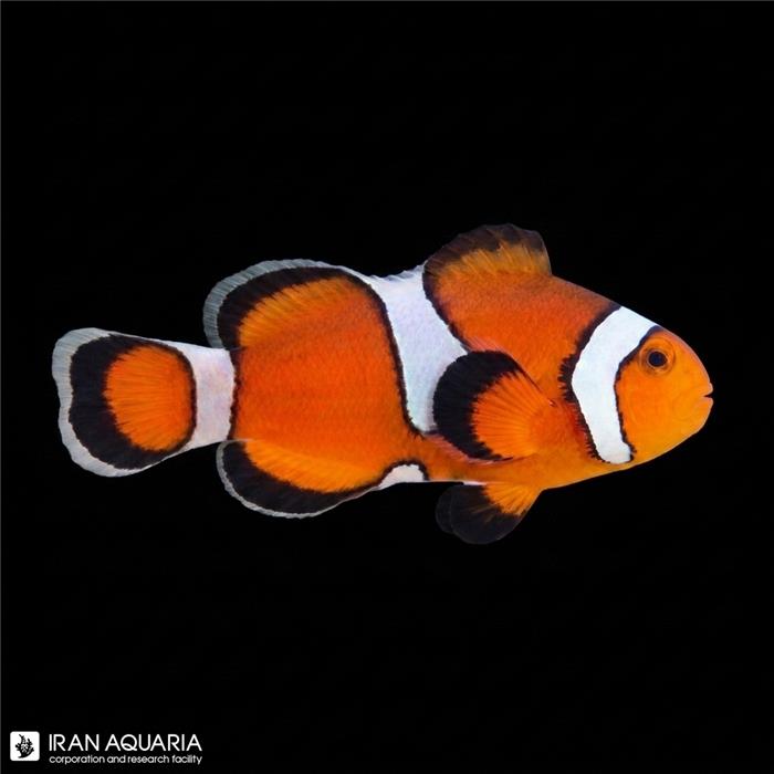 دلقک ماهی اسلاریس میسبار وارداتی (Misbar Ocellaris Clownfish)
