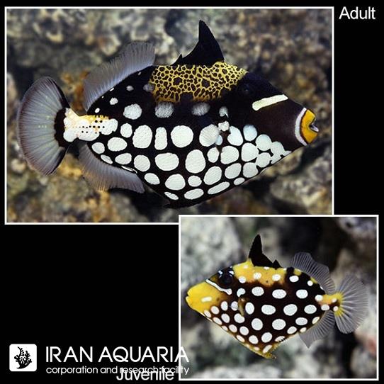 ماشه ماهی دلقک (Clown Triggerfish)