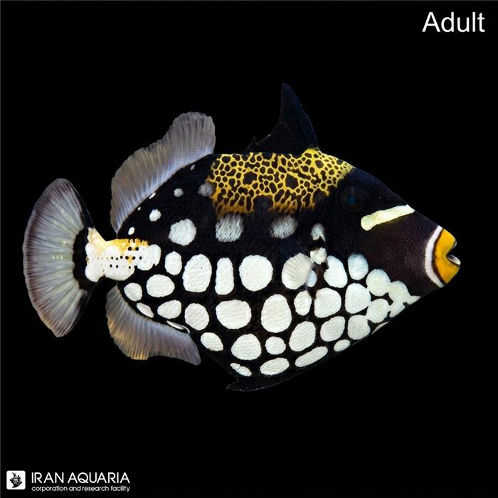 ماشه ماهی دلقک بالغ (Clown Triggerfish)