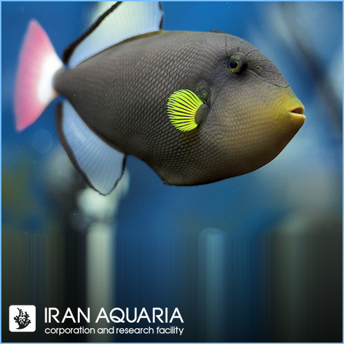 ماشه ماهی پینک تیل (Pinktail Triggerfish)