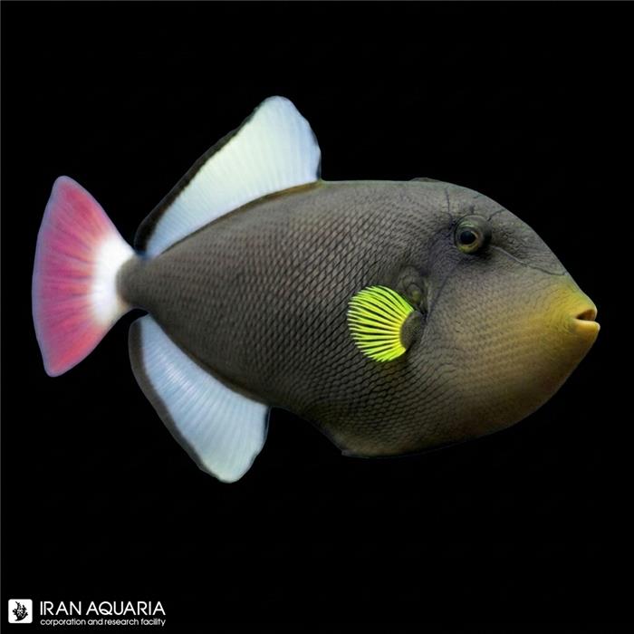 ماشه ماهی پینک تیل (Pinktail Triggerfish)