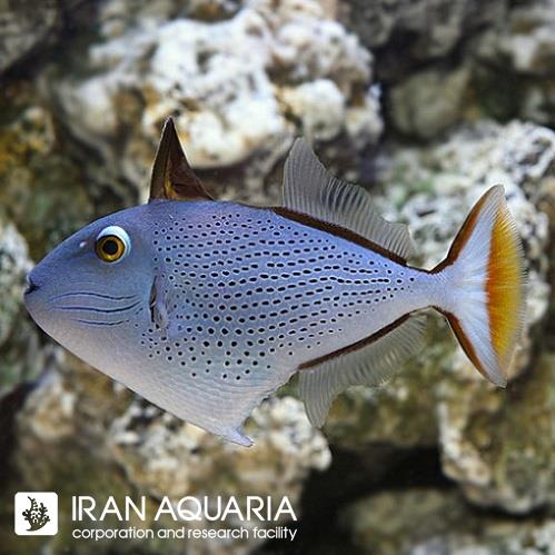 ماشه ماهی رد تیل (Red Tail Triggerfish)