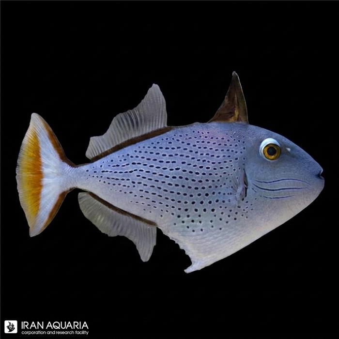 ماشه ماهی رد تیل (Red Tail Triggerfish)
