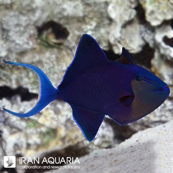 ماشه ماهی نایجر (Niger Triggerfish)