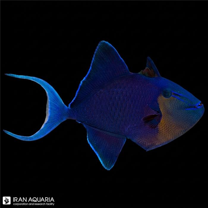 ماشه ماهی نایجر (Niger Triggerfish)