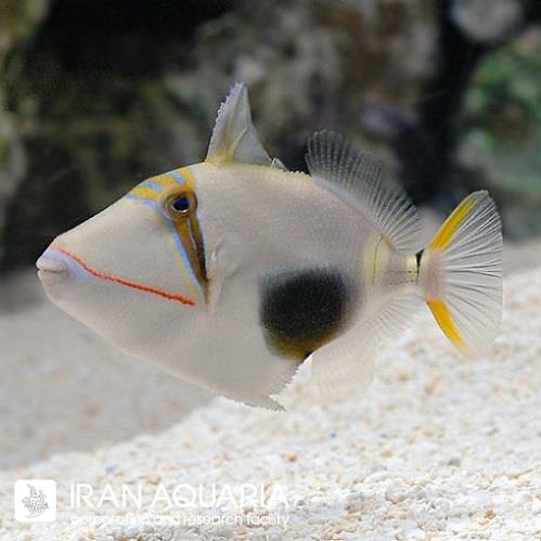 ماشه ماهی بورسا (Bursa Triggerfish) 