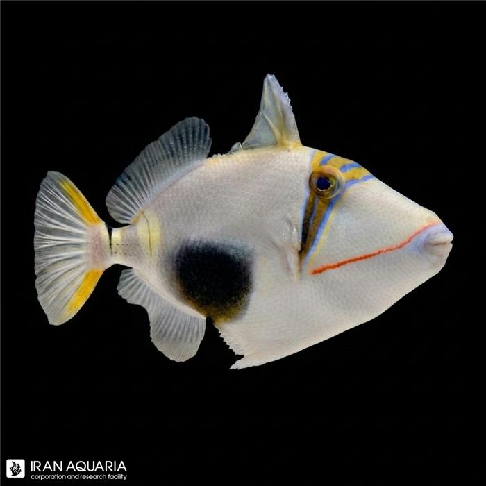 ماشه ماهی بورسا (Bursa Triggerfish) 