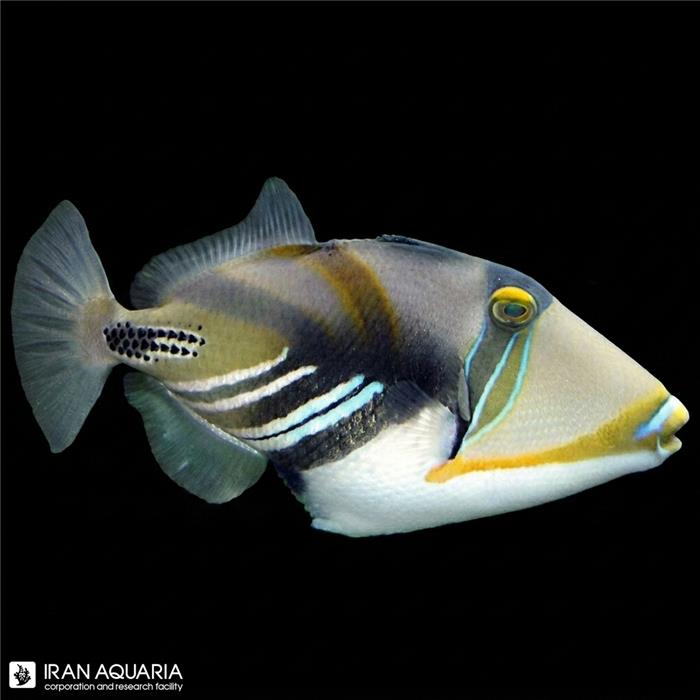 ماشه ماهی پیکاسو هومو هومو (Humu Humu Picasso Triggerfish)