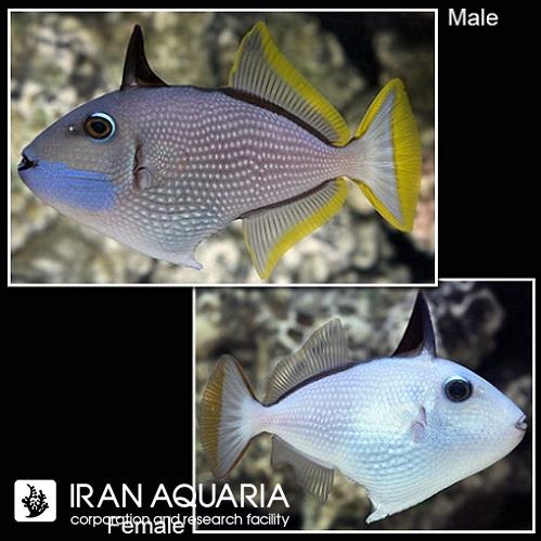 ماشه ماهی گلو آبی (Blue Throat Triggerfish) 