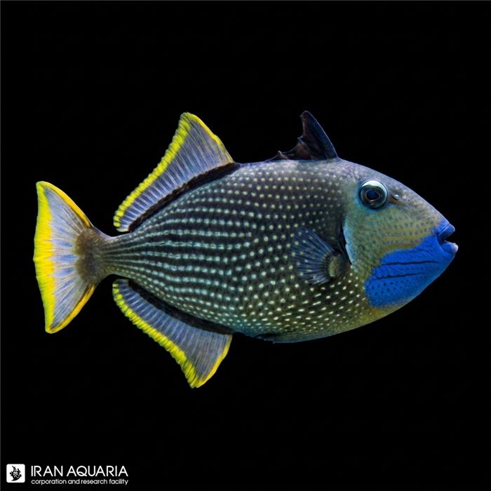 ماشه ماهی گلو آبی نر (Blue Throat Triggerfish) 
