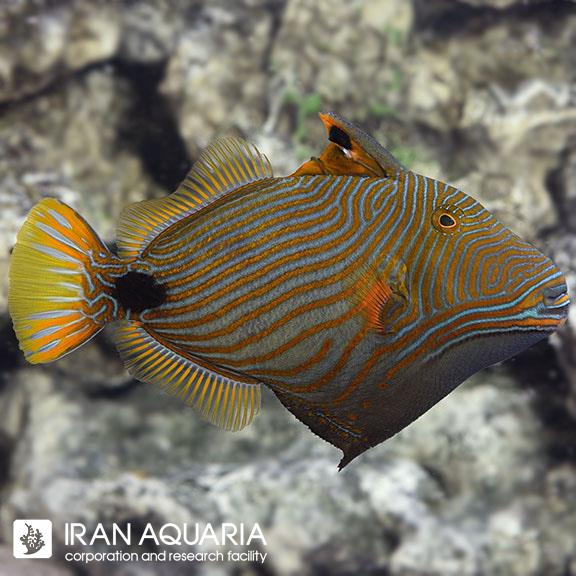 ماشه ماهی هندی (Undulate Triggerfish)