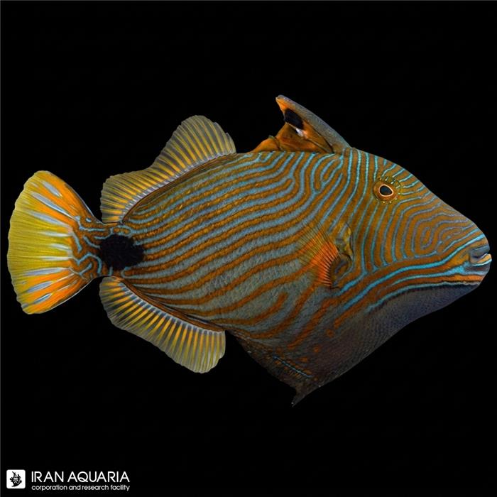 ماشه ماهی هندی (Undulate Triggerfish)