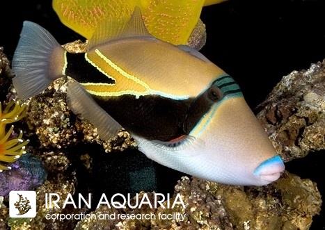 ماشه ماهی هومو رکتنگل (Humu Rectangle Triggerfish)