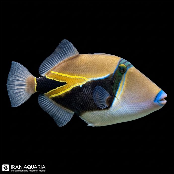 ماشه ماهی هومو رکتنگل (Humu Rectangle Triggerfish)