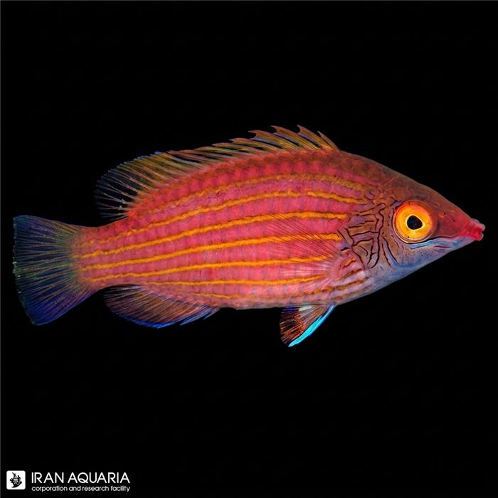 راس پینک استریکد (Pink-Streaked Wrasse)