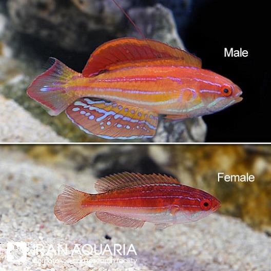 راس فلشر دیاموند تیل (Diamond-Tail Flasher Wrasse)