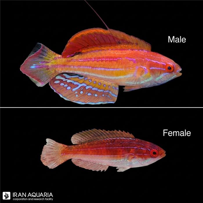راس فلشر دیاموند تیل (Diamond-Tail Flasher Wrasse)