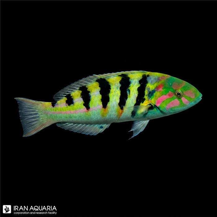 راس هارد ویک (Hardwicke Wrasse)